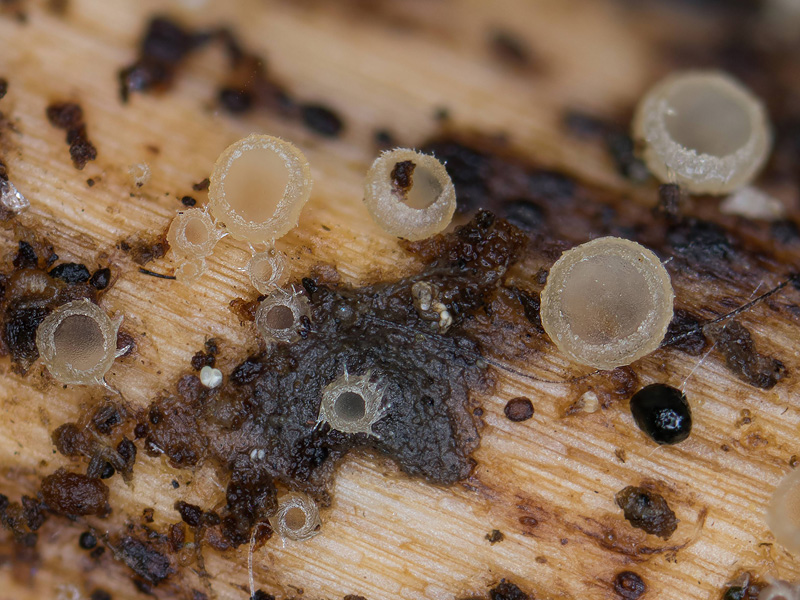 Urceolella crispula